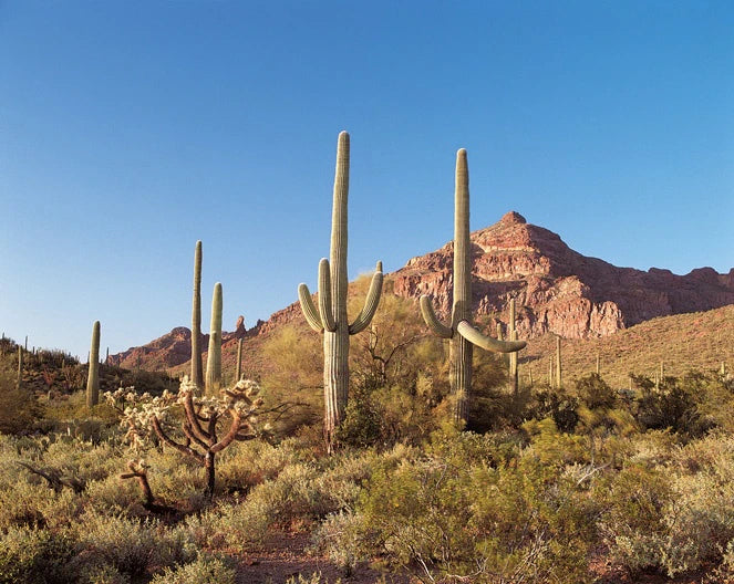 SONORAN TURQUOISE RINGS